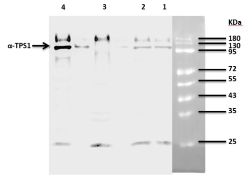 western blot using anti-TPS1 antibodies